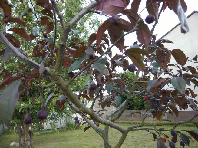 TYLKO CIEBIE MI BRAK