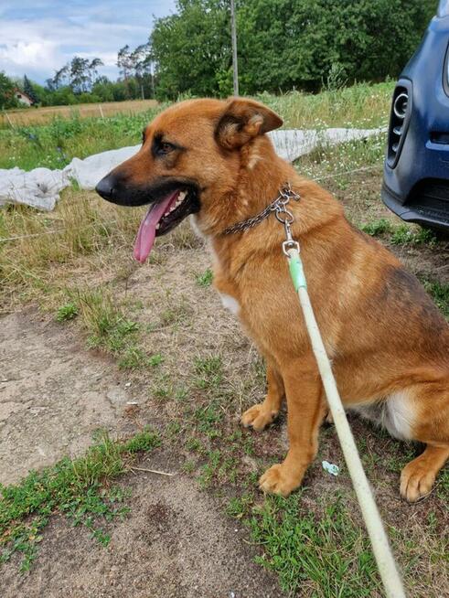 Sunia czeka na nowy dom