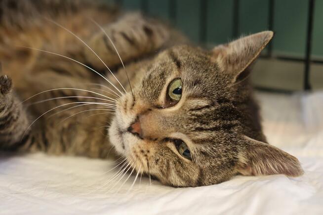 Przemiła buraska Rozalka