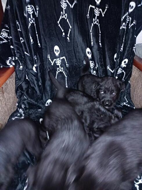 Szczeniaki po Akicie i Labladorze