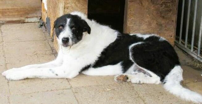 DONALD - piękny psiak w typie wyżła szuka dobrego domu