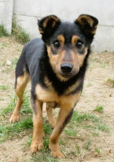 BAMBO - uratowany z gospodarstwa szuka dobrego domu