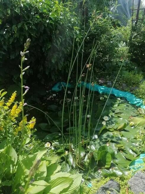 Rodzinny Ogród Działkowy ROD w centrum Bartoszyce