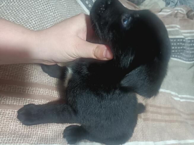 Szczeniaki po Akicie i Labladorze