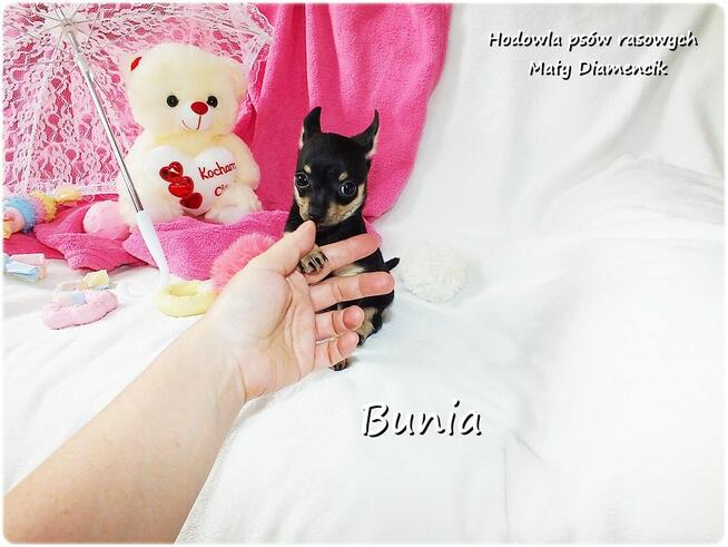 Mini Suczka BUNIA Ratlerek XS! Pinczer miniaturowy +Rodowód