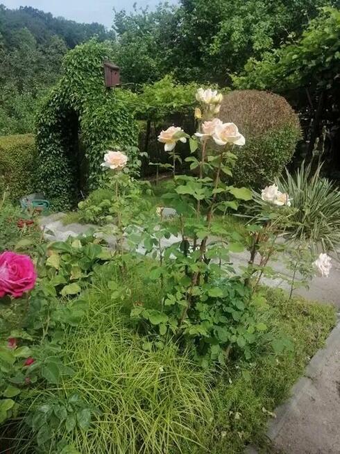Rodzinny Ogród Działkowy ROD w centrum Bartoszyce