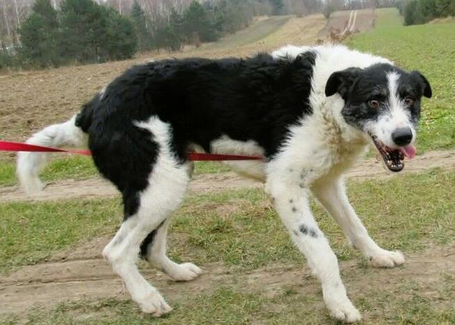 DONALD - piękny psiak w typie wyżła szuka dobrego domu