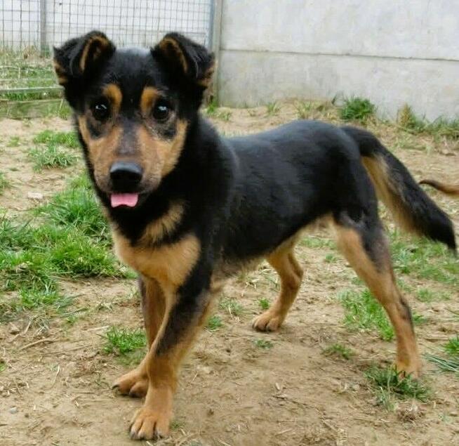 BAMBO - uratowany z gospodarstwa szuka dobrego domu