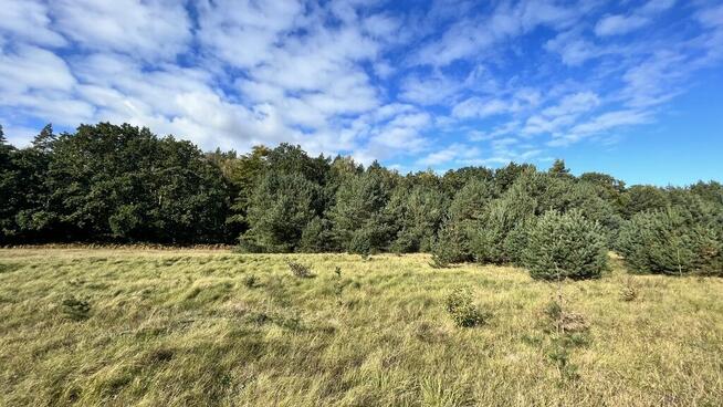 Działka w otulinie Puszczy Wkrzańskiej