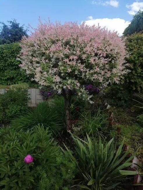 Rodzinny Ogród Działkowy ROD w centrum Bartoszyce