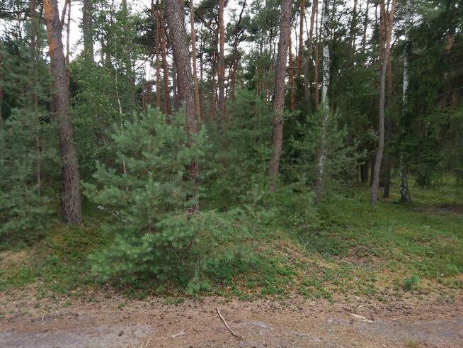 Sprzedam działkę leśną w Zbiersku