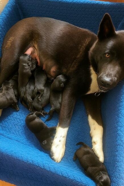 Szczeniaki po Akicie i Labladorze