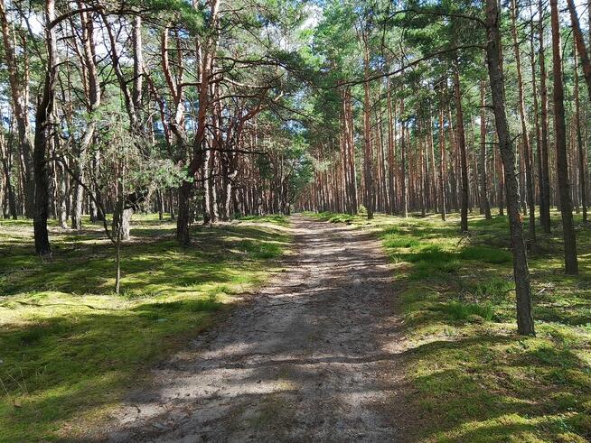 Sprzedam działkę leśną w Zbiersku