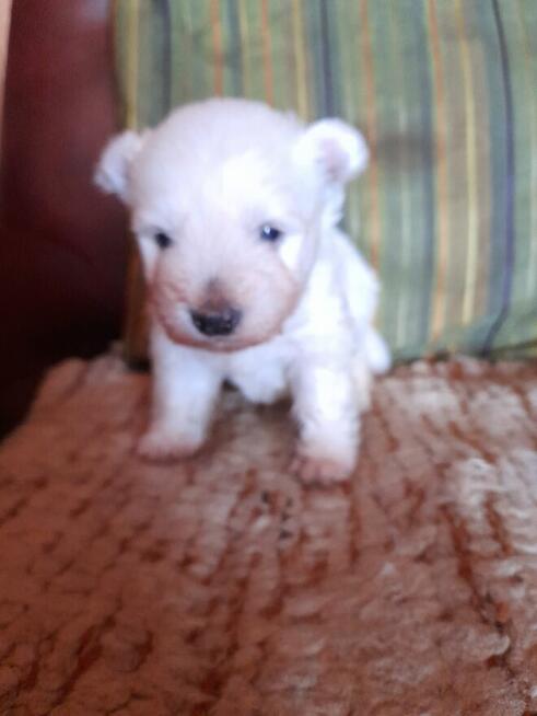 West H.W terrier