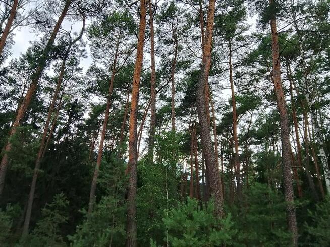 Sprzedam działkę leśną w Zbiersku