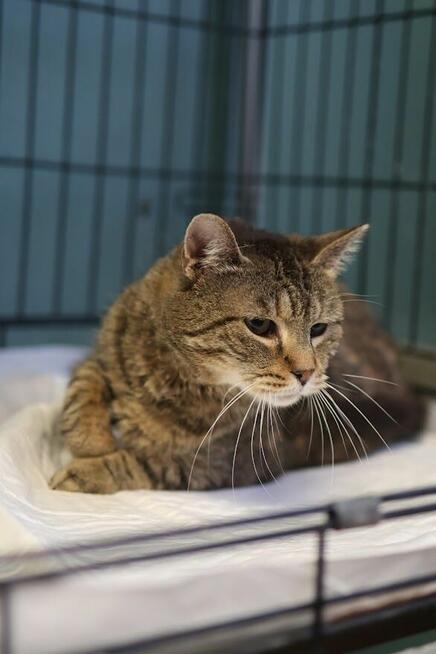 Przemiła buraska Rozalka