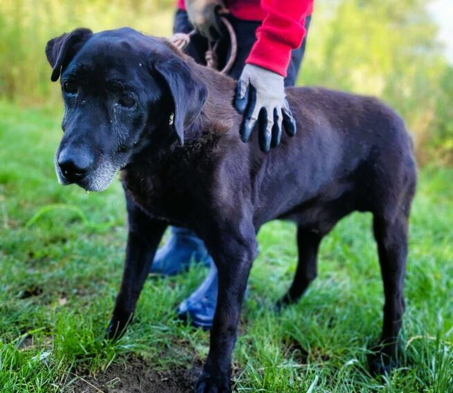 SENIOREK - staruszek błaga o godną jesień życia, ADOPTUJ