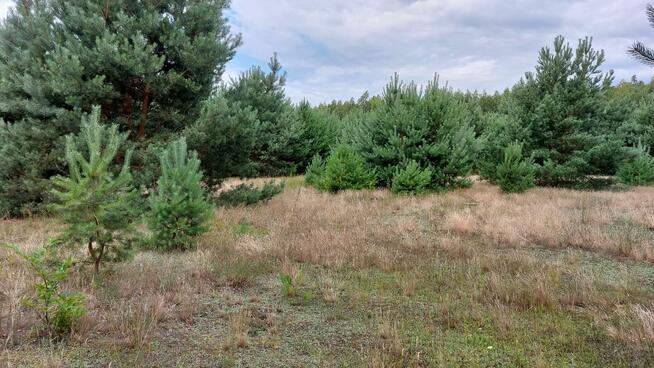 Działka warunki zabudowy Kowal Grodztwo Dębniaki - 1500 m2