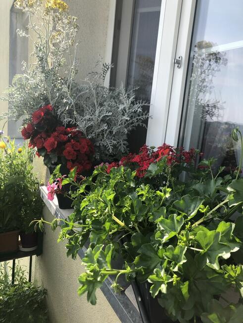 Mieszkanie dwupokojowe Pobiedziska