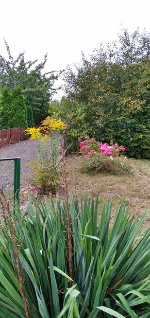 Działka ROD na sprzedaż