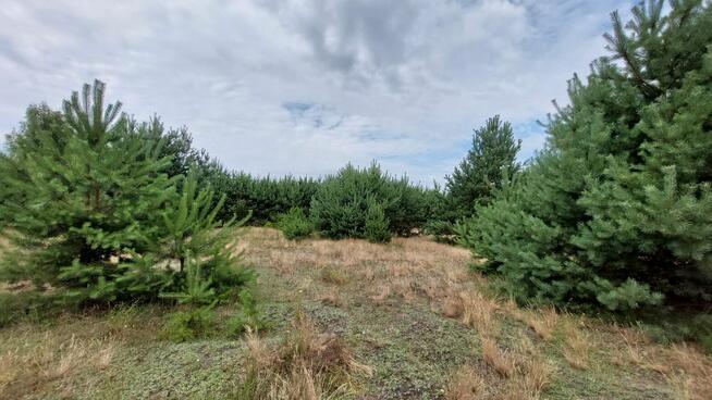 Działka warunki zabudowy Kowal Grodztwo Dębniaki - 1500 m2