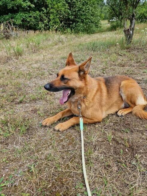 Sunia czeka na nowy dom