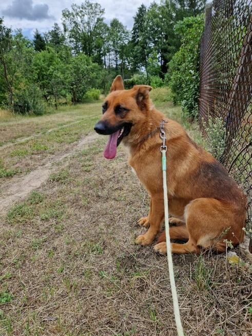 Sunia czeka na nowy dom