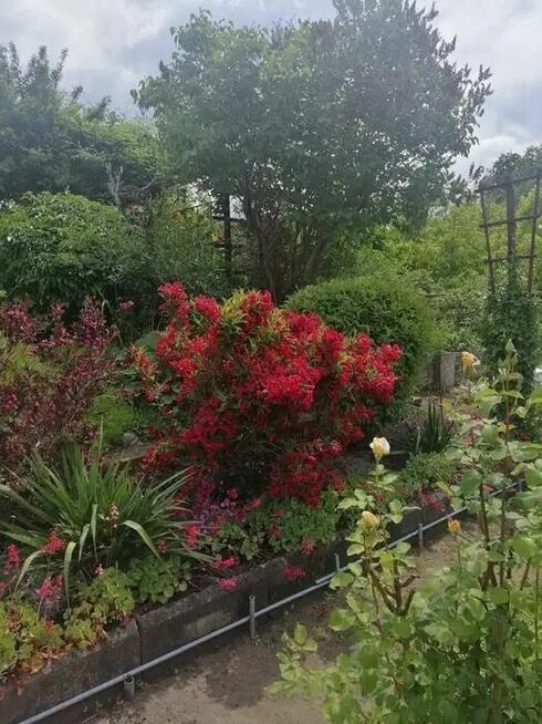 Rodzinny Ogród Działkowy ROD w centrum Bartoszyce