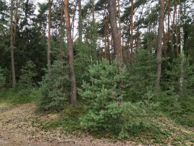 Sprzedam działkę leśną w Zbiersku