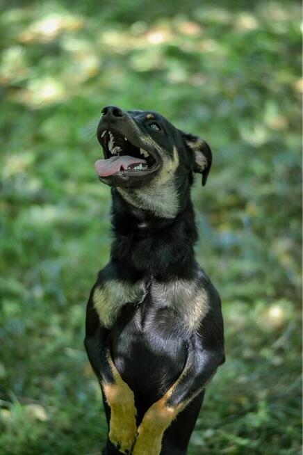 Lelek-młody, skrzywdzony psiak czeka na wyrozumiały dom
