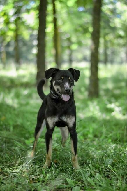 Lelek-młody, skrzywdzony psiak czeka na wyrozumiały dom