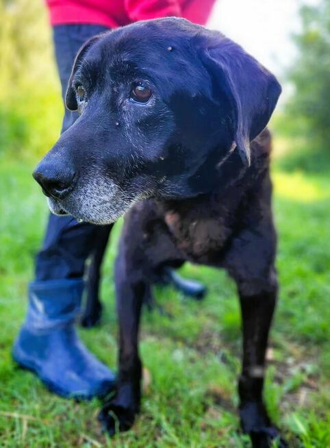 SENIOREK - staruszek błaga o godną jesień życia, ADOPTUJ