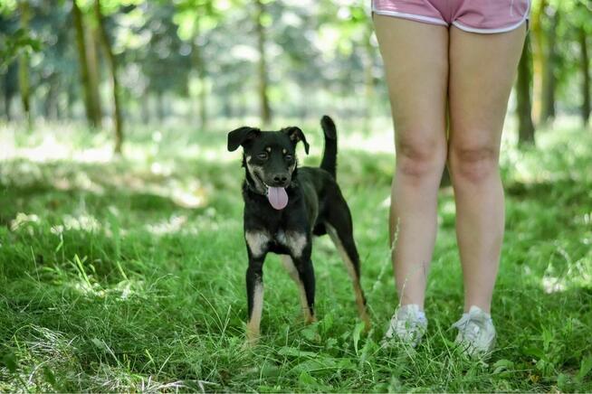 Lelek-młody, skrzywdzony psiak czeka na wyrozumiały dom