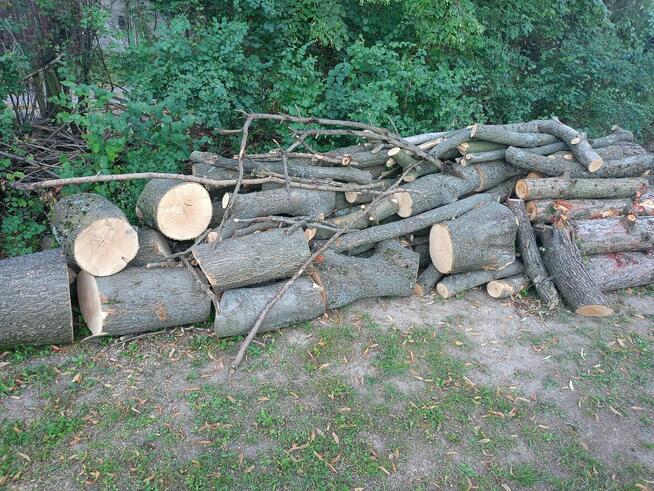 Sprzedam świeżo wycięte drzewo - jesion, modrzew, wierzba