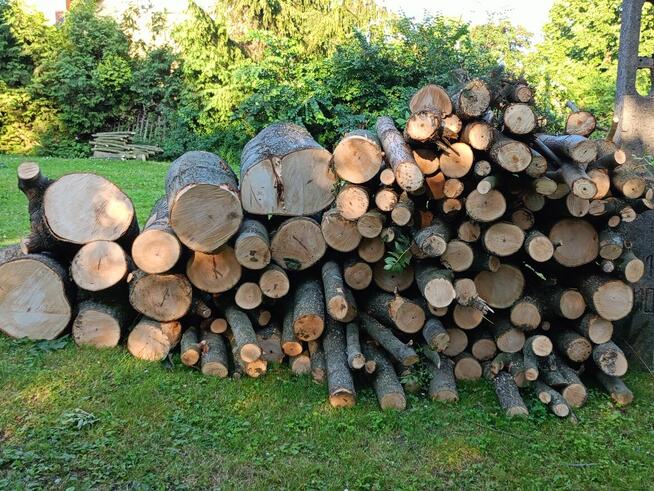 Sprzedam świeżo wycięte drzewo - jesion, modrzew, wierzba