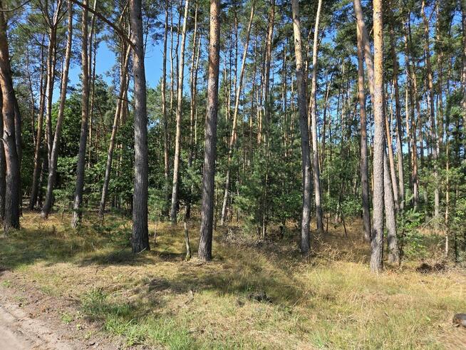 Sprzedam Działki Dąbrowa gmina Kuślin