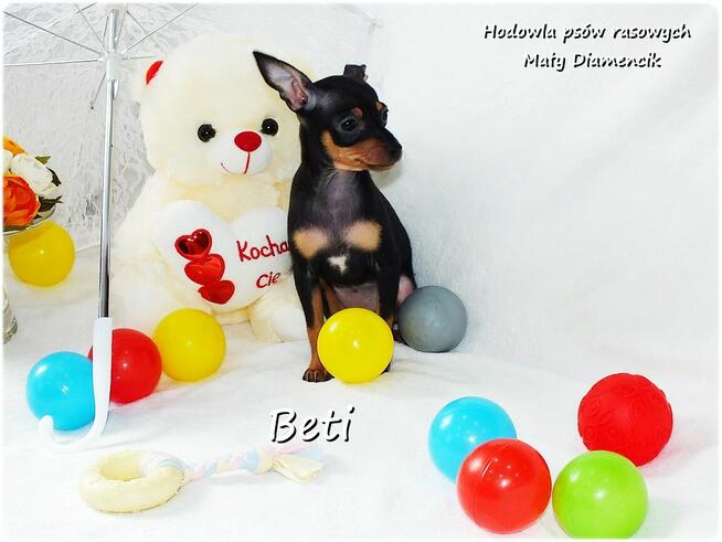 Mini Suczka BETI Ratlerek Sarenka Pinczer miniaturowy+Rodowó