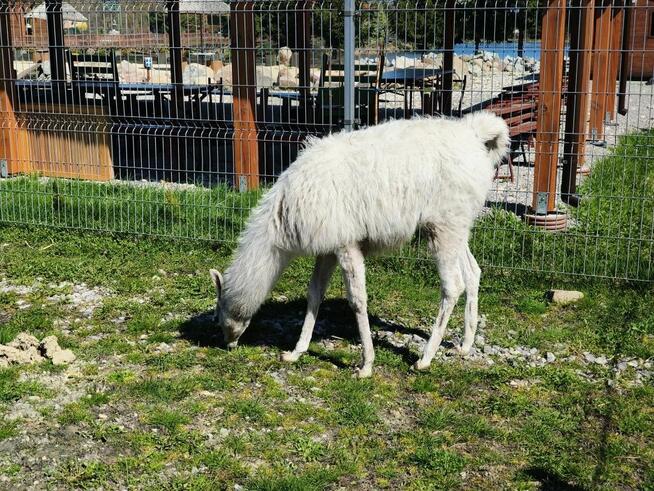 Lama, piękny śnieżnobiały samczyk 8-mies., oswojony