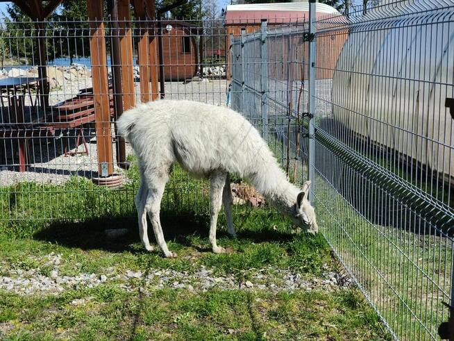 Lama, piękny śnieżnobiały samczyk 8-mies., oswojony