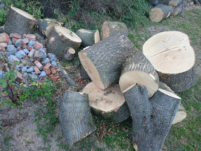 Sprzedam świeżo wycięte drzewo - jesion, modrzew, wierzba