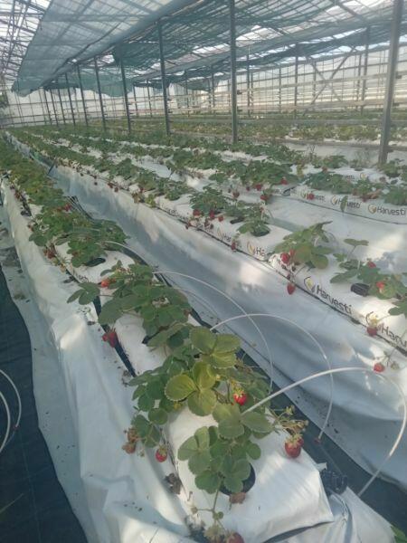 Sprzedam plantacje sadzonek truskawek matach kokosowych