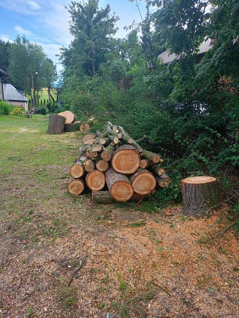 Sprzedam świeżo wycięte drzewo - jesion, modrzew, wierzba