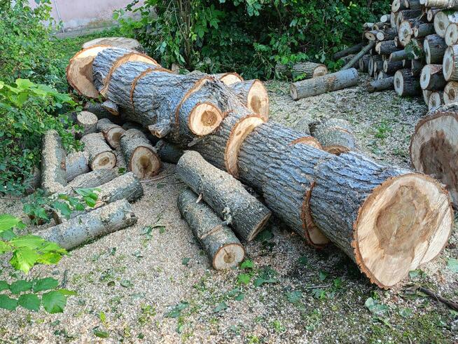 Sprzedam świeżo wycięte drzewo - jesion, modrzew, wierzba