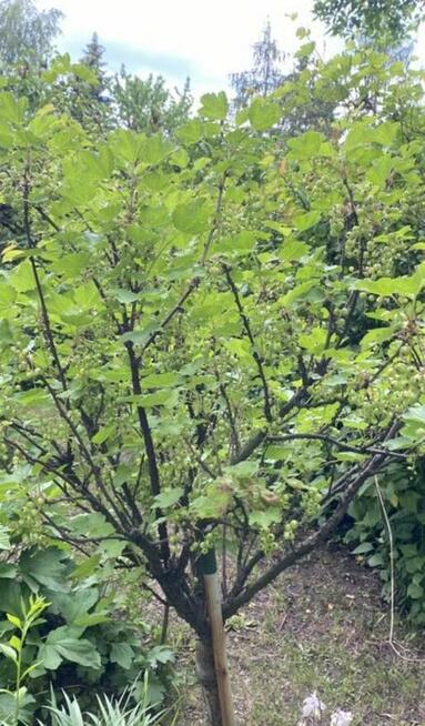 Sprzedam Działkę-Ogródek ROD