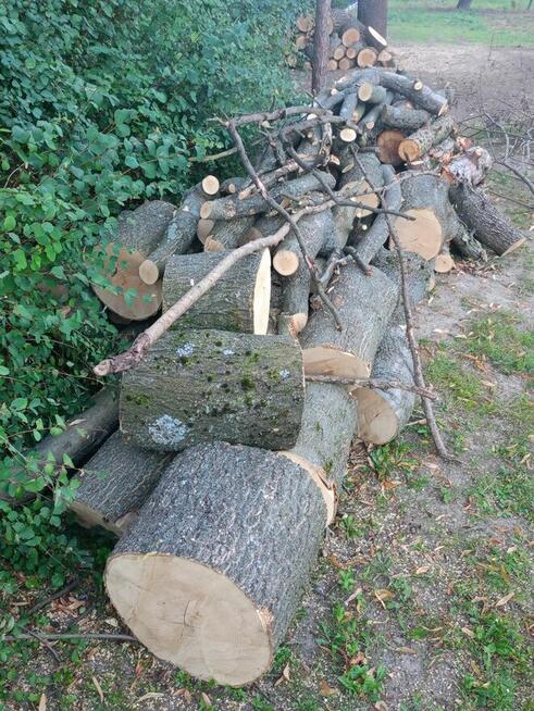 Sprzedam świeżo wycięte drzewo - jesion, modrzew, wierzba