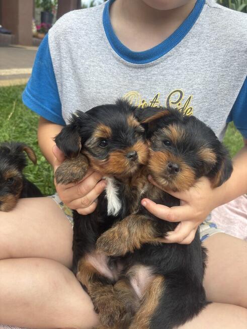 Yorki terrierki