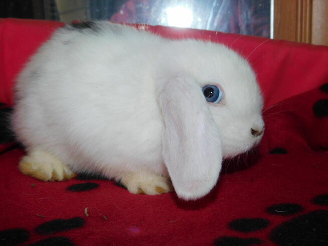 Mini lop białe