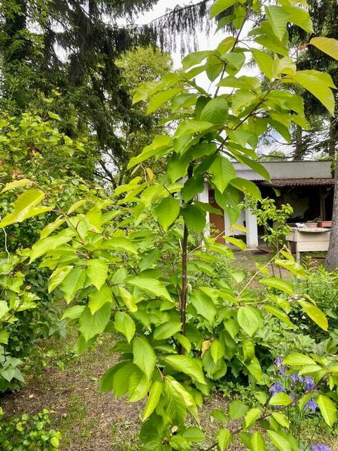 Sprzedam Działkę-Ogródek ROD