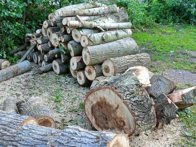 Sprzedam świeżo wycięte drzewo - jesion, modrzew, wierzba