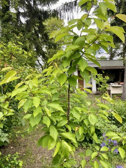 Sprzedam Działkę-Ogródek ROD